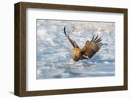 Coming-C. Mei-Framed Photographic Print