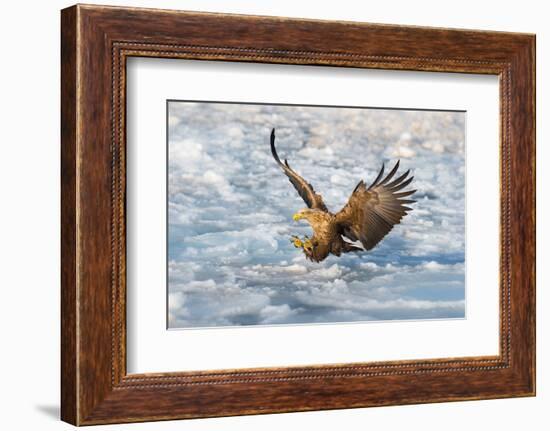 Coming-C. Mei-Framed Photographic Print