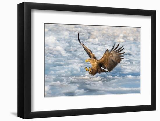 Coming-C. Mei-Framed Photographic Print