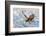 Coming-C. Mei-Framed Photographic Print