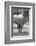 Coming-Alessandro Catta-Framed Photographic Print