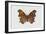 Comma Butterfly (Polygonia C-Album), Nymphalidae, Artwork by Rebecca Hardy-null-Framed Giclee Print