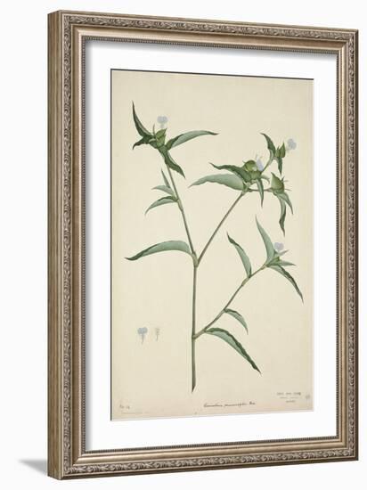 Commelina Persicariafolia Red, 1800-10-null-Framed Giclee Print