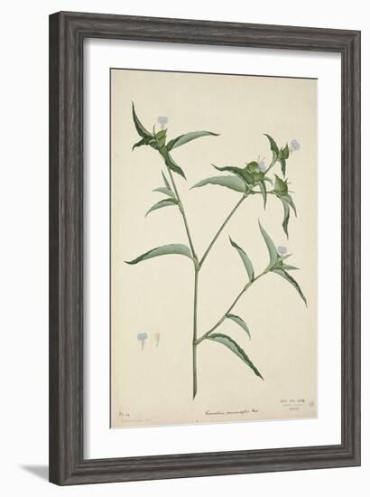 Commelina Persicariafolia Red, 1800-10-null-Framed Giclee Print