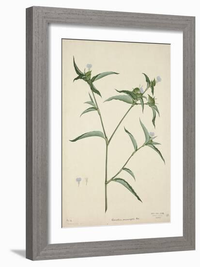 Commelina Persicariafolia Red, 1800-10-null-Framed Giclee Print