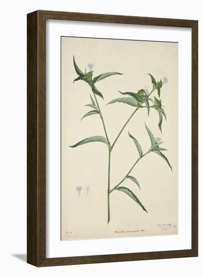 Commelina Persicariafolia Red, 1800-10-null-Framed Giclee Print