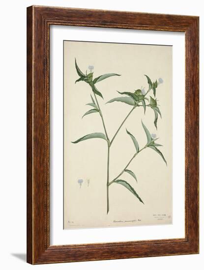 Commelina Persicariafolia Red, 1800-10-null-Framed Giclee Print