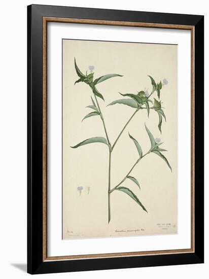 Commelina Persicariafolia Red, 1800-10-null-Framed Giclee Print