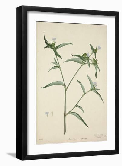 Commelina Persicariafolia Red, 1800-10-null-Framed Giclee Print