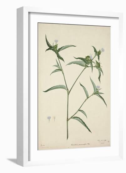 Commelina Persicariafolia Red, 1800-10-null-Framed Giclee Print