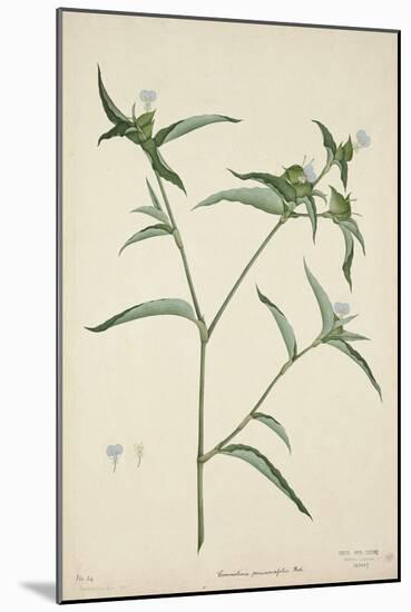 Commelina Persicariafolia Red, 1800-10-null-Mounted Giclee Print