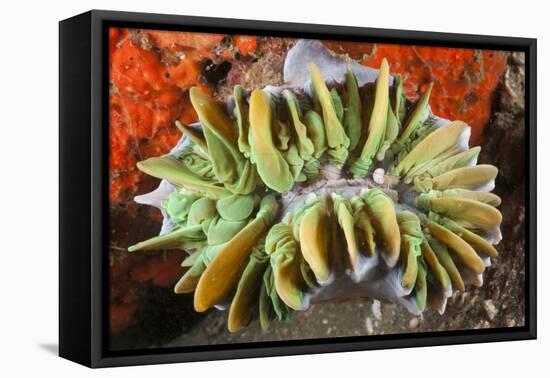 Commensal Bubble Coral Shrimp (Vir Philippinensis) in Bubble Coral (Plerogyra), Lembeh Strait, Nort-Reinhard Dirscherl-Framed Premier Image Canvas