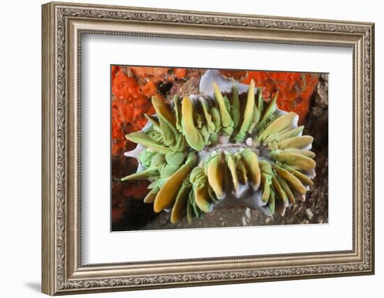 Commensal Bubble Coral Shrimp (Vir Philippinensis) in Bubble Coral (Plerogyra), Lembeh Strait, Nort-Reinhard Dirscherl-Framed Photographic Print