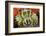 Commensal Bubble Coral Shrimp (Vir Philippinensis) in Bubble Coral (Plerogyra), Lembeh Strait, Nort-Reinhard Dirscherl-Framed Photographic Print