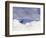 Commercial Airplane Soaring Above the Clouds-Mitch Diamond-Framed Photographic Print