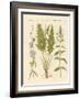 Commercial and Medical Plants-null-Framed Giclee Print