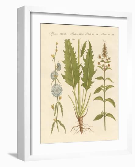 Commercial and Medical Plants-null-Framed Giclee Print