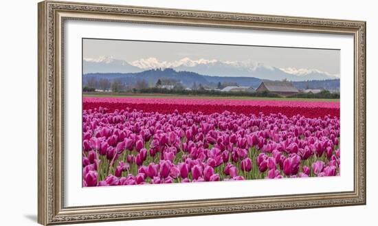 Commercial Tulip Field in Bloom in Spring in the Skagit Valley, Washington State, Usa-Chuck Haney-Framed Photographic Print