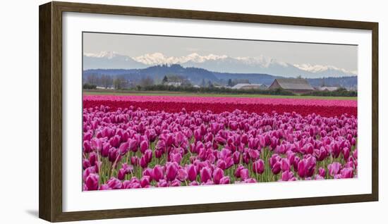 Commercial Tulip Field in Bloom in Spring in the Skagit Valley, Washington State, Usa-Chuck Haney-Framed Photographic Print