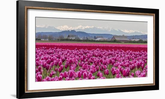 Commercial Tulip Field in Bloom in Spring in the Skagit Valley, Washington State, Usa-Chuck Haney-Framed Photographic Print