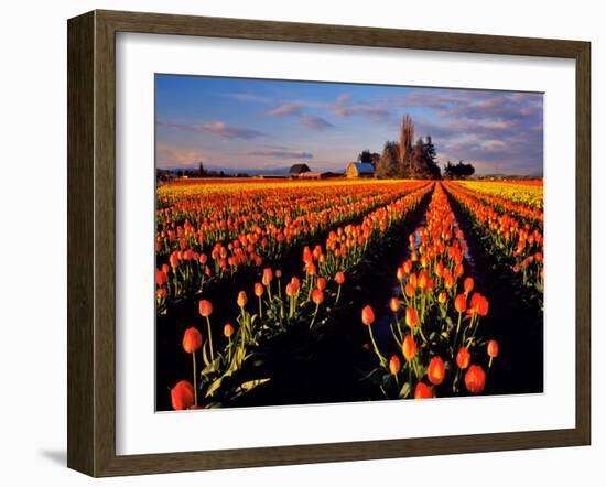 Commercial Tulip Field in the Skagit Valley, Washington, USA-Chuck Haney-Framed Photographic Print