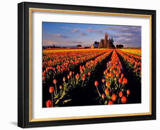 Commercial Tulip Field in the Skagit Valley, Washington, USA-Chuck Haney-Framed Photographic Print