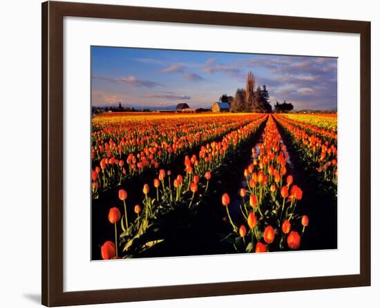 Commercial Tulip Field in the Skagit Valley, Washington, USA-Chuck Haney-Framed Photographic Print