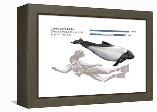Commerson's Dolphin (Cephalorhynchus Commersonii), Mammals-Encyclopaedia Britannica-Framed Stretched Canvas