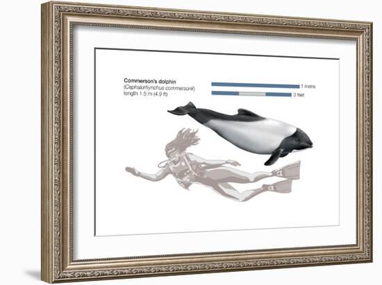 Commerson's Dolphin (Cephalorhynchus Commersonii), Mammals-Encyclopaedia Britannica-Framed Art Print