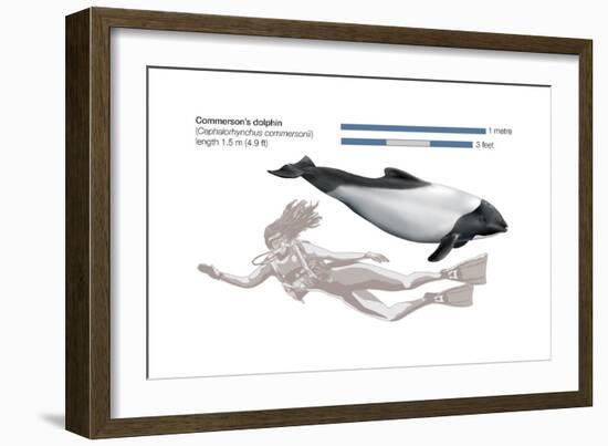 Commerson's Dolphin (Cephalorhynchus Commersonii), Mammals-Encyclopaedia Britannica-Framed Art Print