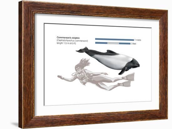 Commerson's Dolphin (Cephalorhynchus Commersonii), Mammals-Encyclopaedia Britannica-Framed Art Print