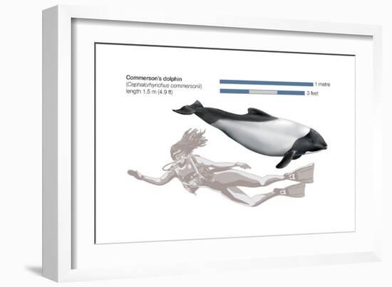 Commerson's Dolphin (Cephalorhynchus Commersonii), Mammals-Encyclopaedia Britannica-Framed Art Print