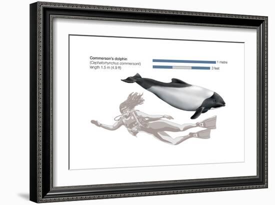 Commerson's Dolphin (Cephalorhynchus Commersonii), Mammals-Encyclopaedia Britannica-Framed Art Print