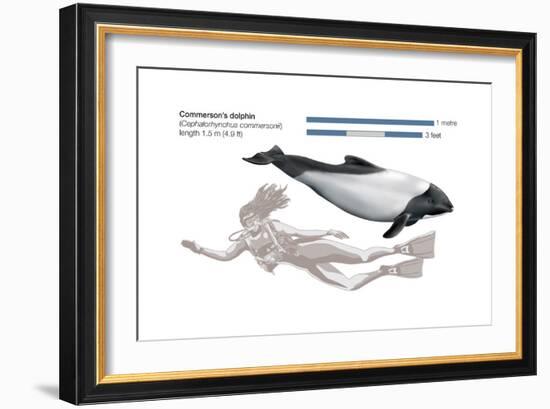 Commerson's Dolphin (Cephalorhynchus Commersonii), Mammals-Encyclopaedia Britannica-Framed Art Print