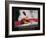 Commitment - Kayak-Unknown Unknown-Framed Photo