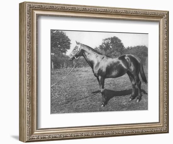 'Common', 19th century, (1911)-Unknown-Framed Giclee Print