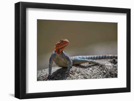 Common agama (red-headed rock agama) (rainbow agama) (Agama agama), male, Ruaha National Park, Tanz-James Hager-Framed Photographic Print