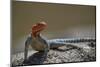 Common agama (red-headed rock agama) (rainbow agama) (Agama agama), male, Ruaha National Park, Tanz-James Hager-Mounted Photographic Print