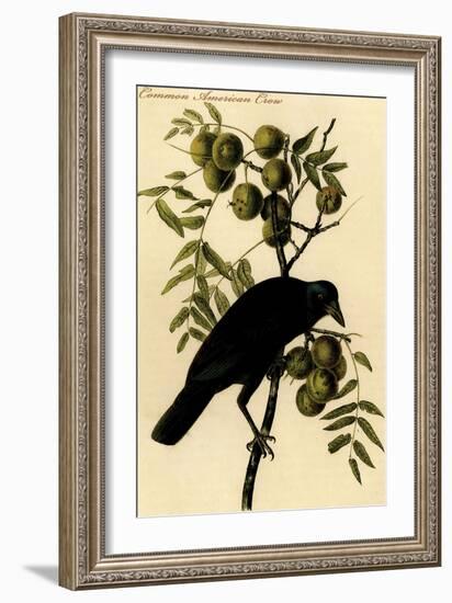 Common American Crow-John James Audubon-Framed Art Print