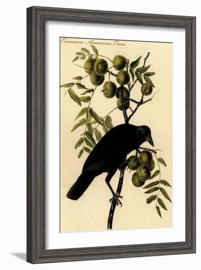 Common American Crow-John James Audubon-Framed Art Print