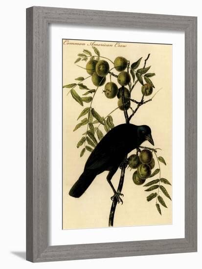 Common American Crow-John James Audubon-Framed Art Print