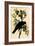 Common American Crow-John James Audubon-Framed Art Print