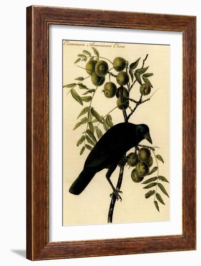 Common American Crow-John James Audubon-Framed Art Print