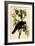 Common American Crow-John James Audubon-Framed Art Print