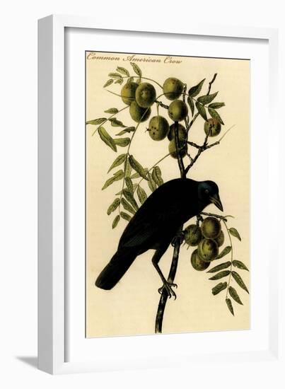 Common American Crow-John James Audubon-Framed Art Print