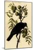 Common American Crow-John James Audubon-Mounted Art Print