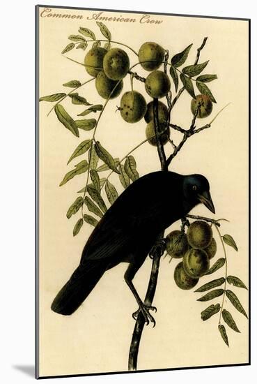 Common American Crow-John James Audubon-Mounted Art Print