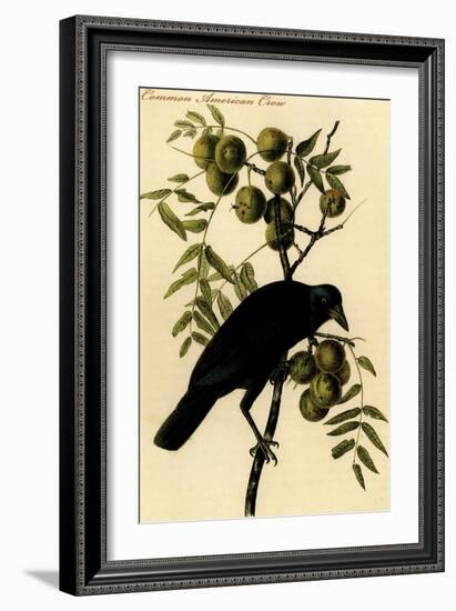 Common American Crow-John James Audubon-Framed Art Print