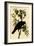 Common American Crow-John James Audubon-Framed Art Print