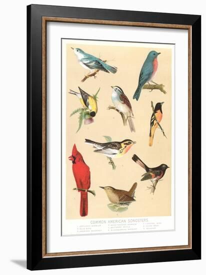 Common American Songbirds-null-Framed Art Print